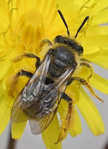 Andrena hesperia